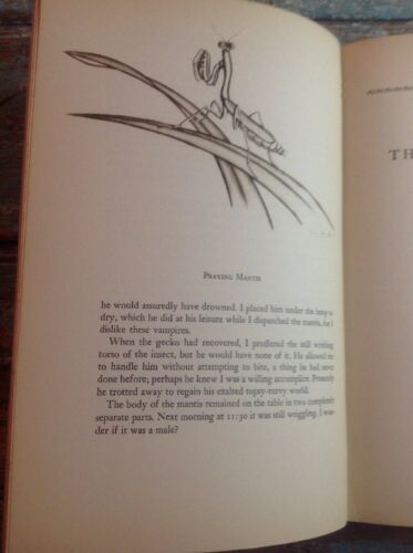 Animal Treasure By Ivan T. Sanderson, Hardcover 1937 - Fresh Stock Dated December 2025