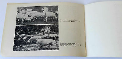 1967 USSR Soviet Russia Estonian BACON BREED of PIGS Booklet Catalog - Fresh Stock Dated December 2025
