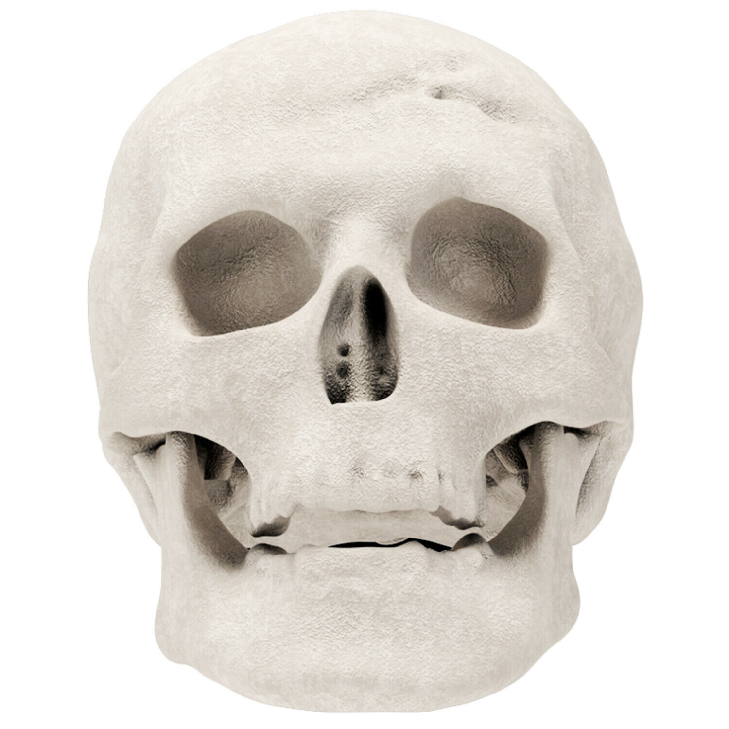 Regal Flame Human Skull Ceramic Wood Large Gas Fireplace Logs Logs for All Ty... - Fresh Stock Dated February 2026