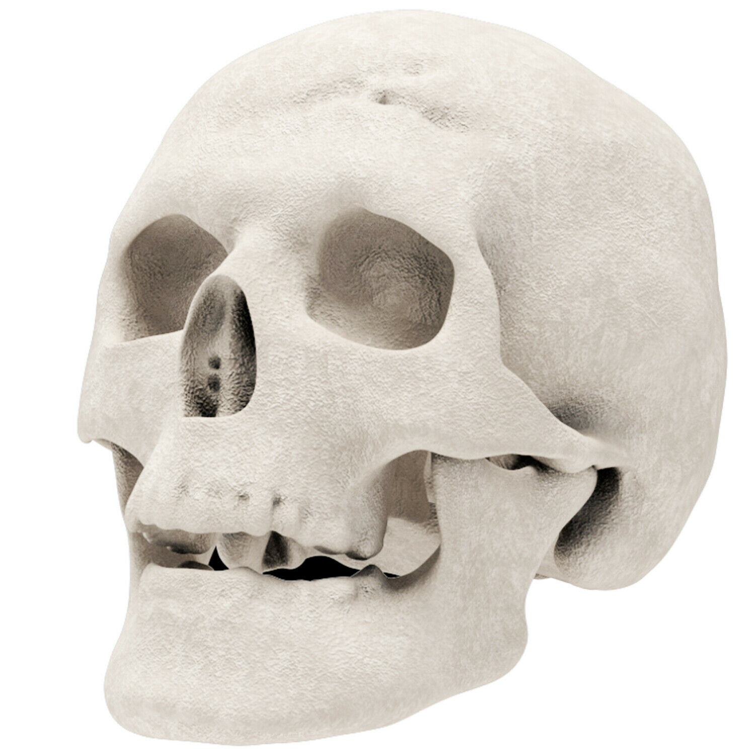 Regal Flame Human Skull Ceramic Wood Large Gas Fireplace Logs Logs for All Ty... - Fresh Stock Dated February 2026