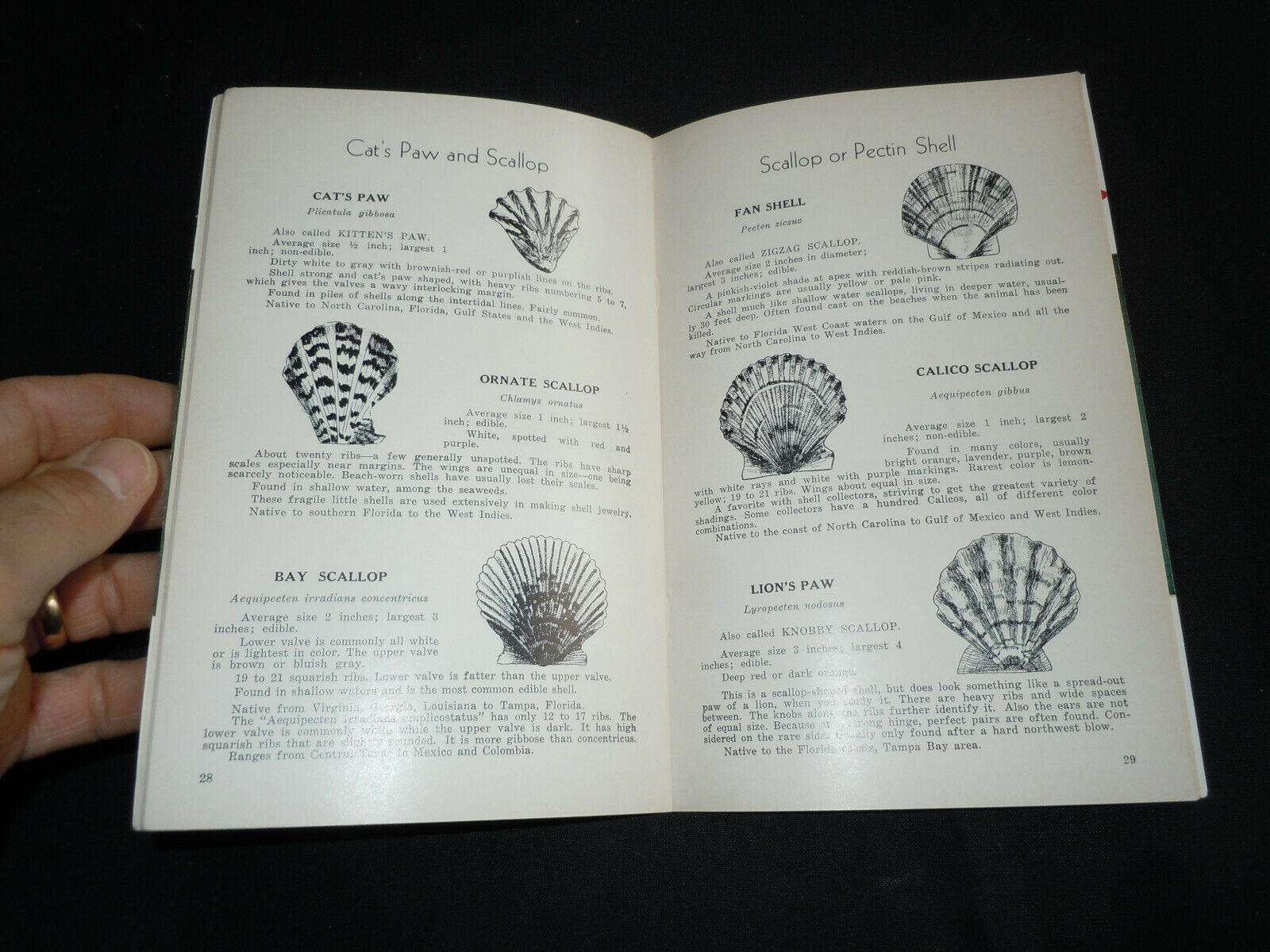 Handbook of Florida Shells from Great Outdoors Association. 1957  48 pg booklet - Fresh Stock Dated December 2025