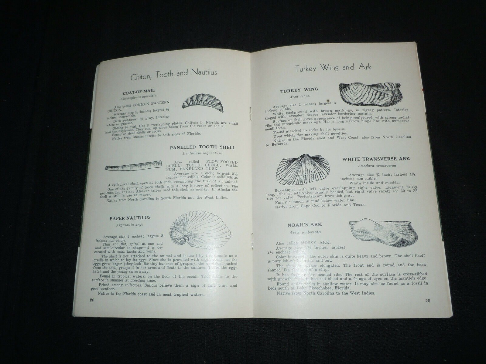 Handbook of Florida Shells from Great Outdoors Association. 1957  48 pg booklet - Fresh Stock Dated December 2025