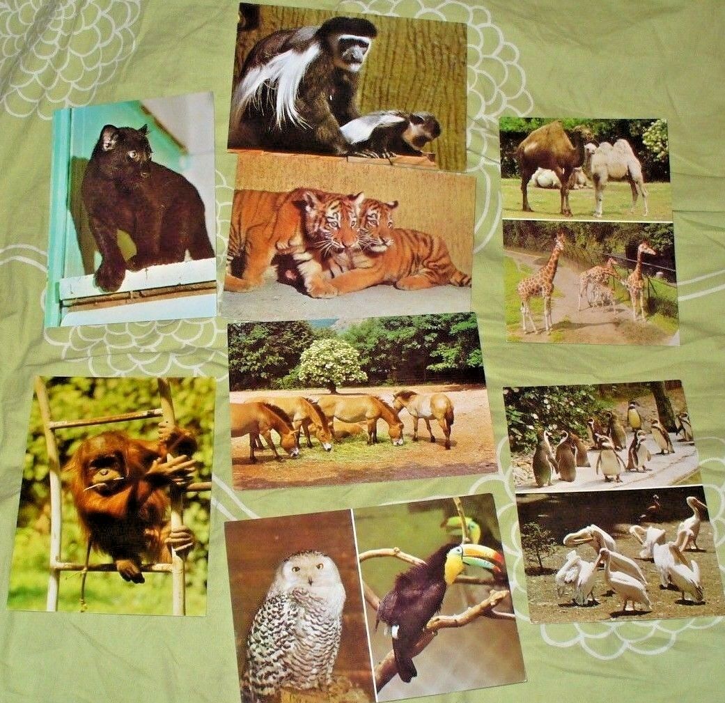 17 X JUMBO CARDS FOLDER WITH CZECH PRAGUE ZOO ANIMALS - Fresh Stock Dated December 2025