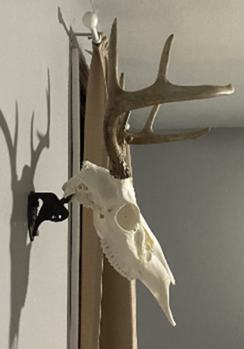 Skull Hooker Mini Small Size Trophies Brown | Display Hunting Head Bear Deer - Fresh Stock Dated February 2026