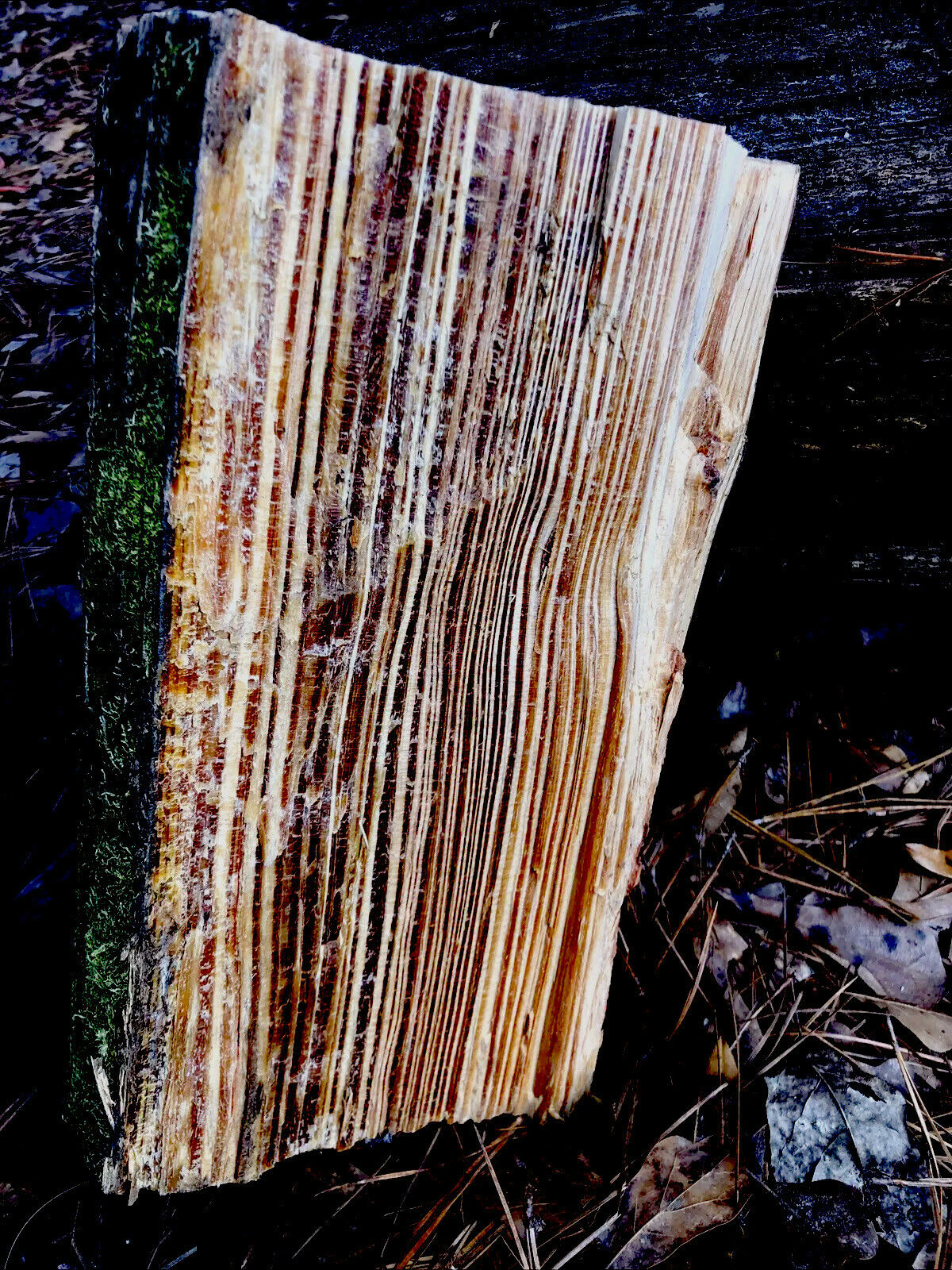 Disabled Veteran FATPINE, fatlighter, lighter wood Louisiana spice!10lbs or more - Fresh Stock Dated December 2025