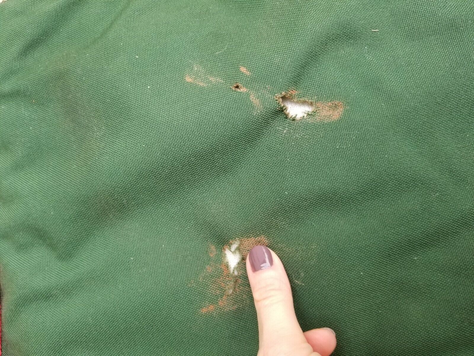 English Saddle Carrier - Fresh Stock Dated December 2025