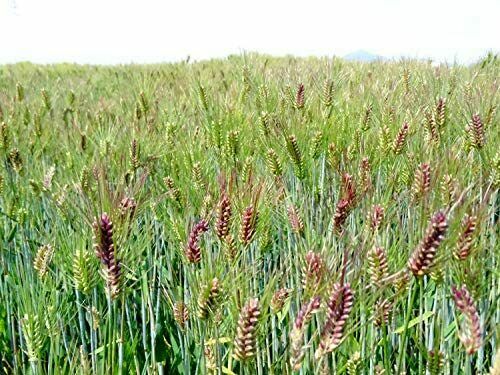 Domestic Omi rice cake 1kg - Fresh Stock Dated February 2026