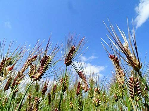 Domestic Omi rice cake 1kg - Fresh Stock Dated February 2026