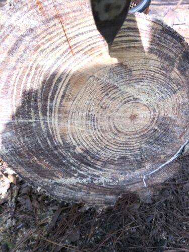 Disabled Veteran Fatwood, fat lighter, lighter wood South Louisiana Spice 10lbs! - Fresh Stock Dated December 2025