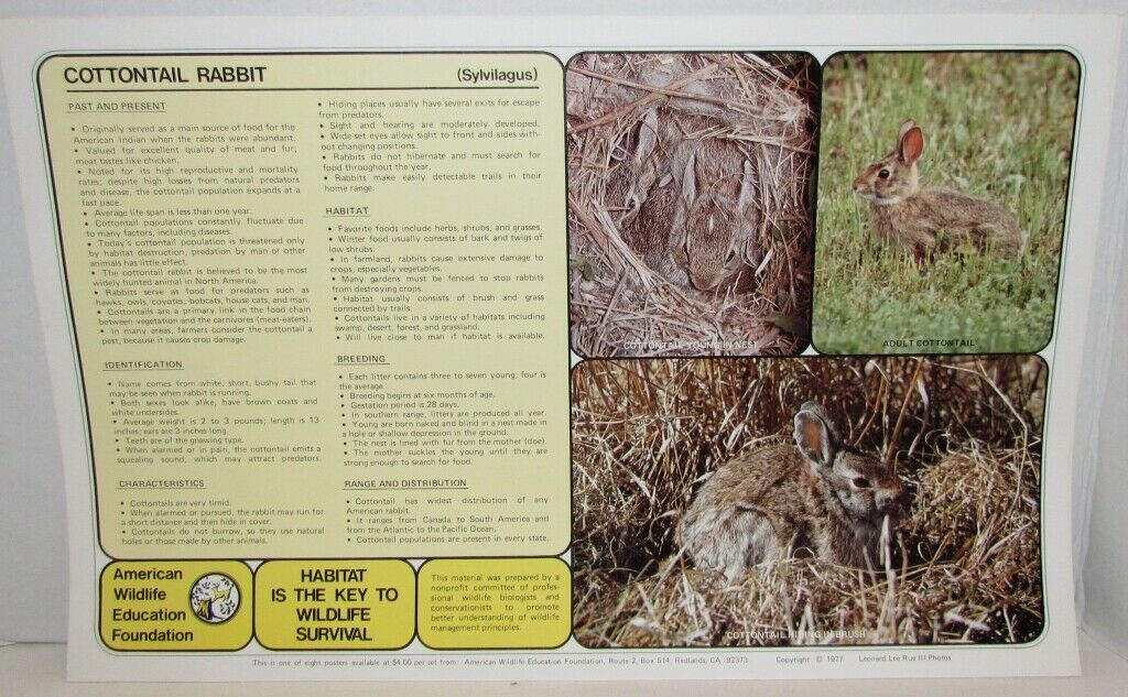 1970's American Wildlife Posters & Literature from Nat'l Wildlife Foundation - Fresh Stock Dated December 2025