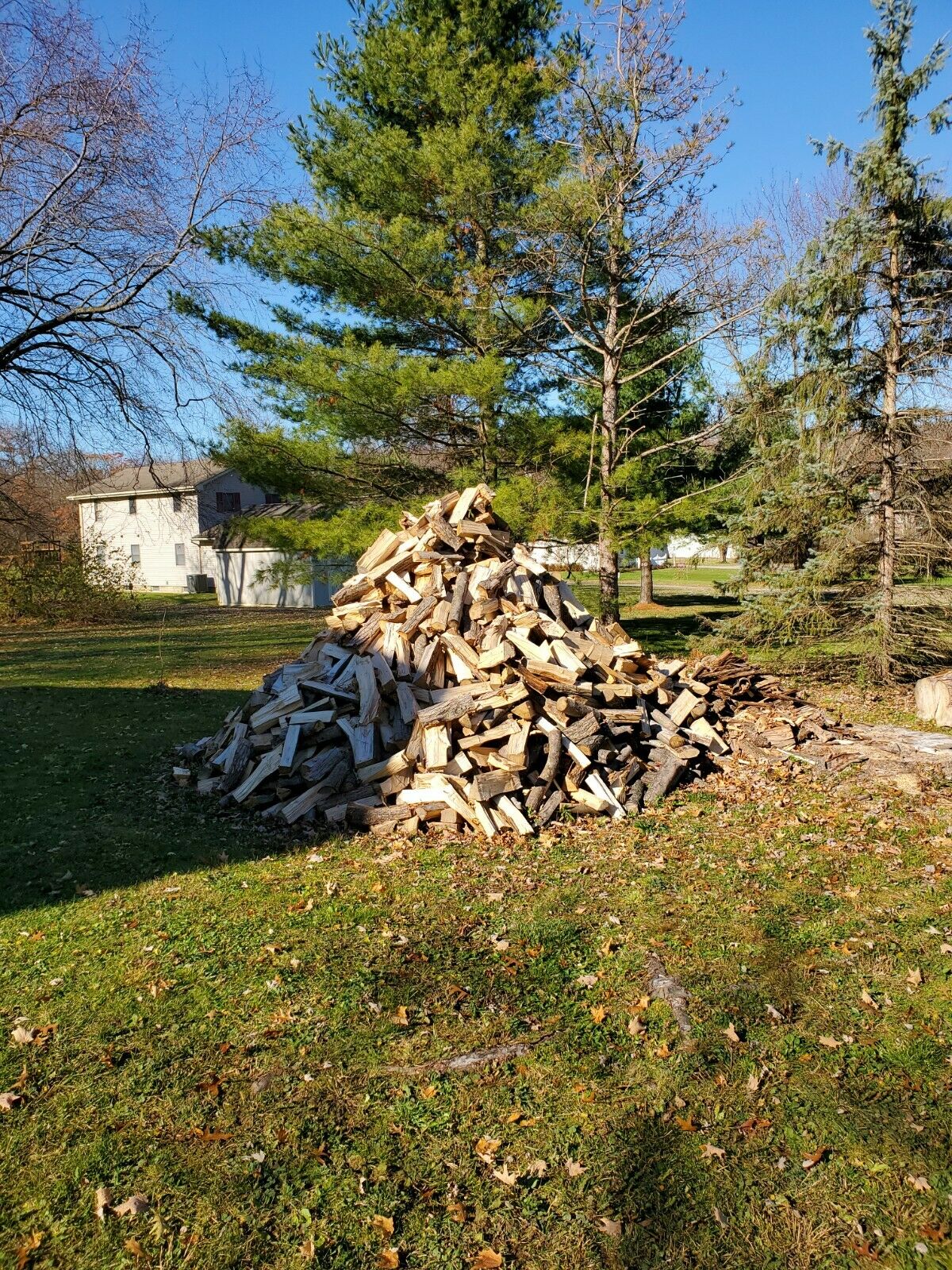 Solid Maple FIREWOOD - Fresh Stock Dated December 2025
