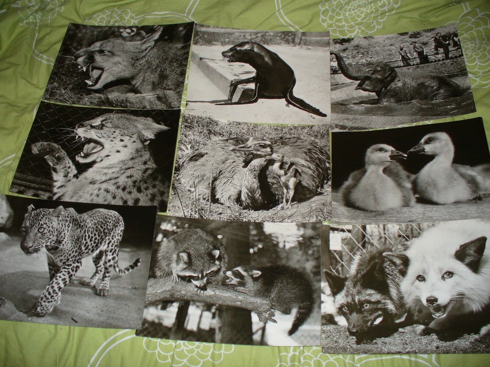 1956 CZECH PRAGUE ZOO FOLDER WITH 24 PICTURES OF ANIMALS BEAR ELEPHANT MONKEYS - Fresh Stock Dated December 2025