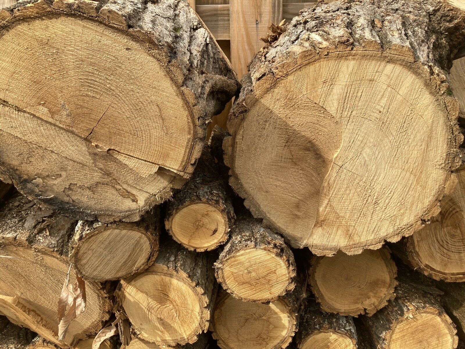 Firewood Chinese Chestnut Rounds Wood - Fresh Stock Dated December 2025