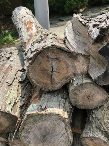 firewood white oak - Fresh Stock Dated December 2025