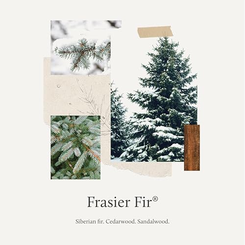 Thymes Scented Candles for Women & Men - Tin with Gold Lid - Luxury Home Fragrance - Home Decor - Holiday Candles - Notes of Crisp Siberian Fir Needles, Cedarwood, & Sandalwood (Frasier Fir, 6.5 oz)